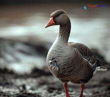 Greylag goose_Anser anser