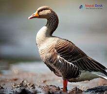 Greylag goose_Anser anser