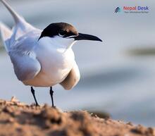 Gull-billed Tern_Gelochelidon nilotica