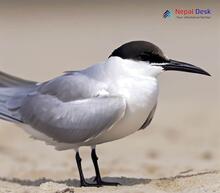 Gull-billed Tern_Gelochelidon nilotica