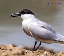 Gull-billed Tern_Gelochelidon nilotica