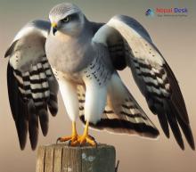 Hen Harrier_Circus cyaneus