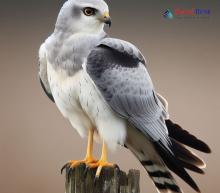 Hen Harrier_Circus cyaneus