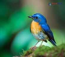 Hill Blue Flycatcher_Cyornis banyumas