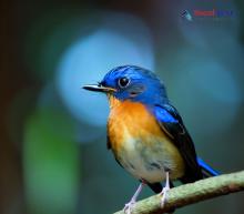 Hill Blue Flycatcher_Cyornis banyumas