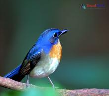 Hill Blue Flycatcher_Cyornis banyumas