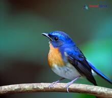 Hill Blue Flycatcher_Cyornis banyumas