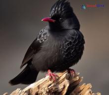 Himalayan Black Bulbul_Hypsipetes leucocephalus