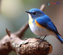 Himalayan Bluetail_Tarsiger rufilatus