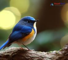 Himalayan Bluetail_Tarsiger rufilatus