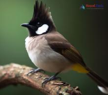 Himalayan Bulbul_Pycnonotus leucogenys