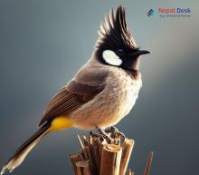 Himalayan Bulbul_Pycnonotus leucogenys