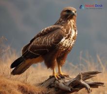 Himalayan Buzzard_Buteo refectus