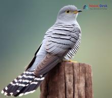 Himalayan Cuckoo_Cuculus saturatus