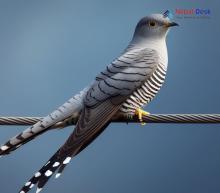 Himalayan Cuckoo_Cuculus saturatus