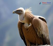 Himalayan Griffon_Gyps himalayensis