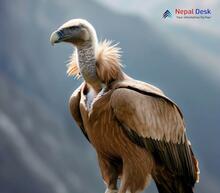 Himalayan Griffon_Gyps himalayensis