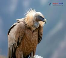 Himalayan Griffon_Gyps himalayensis