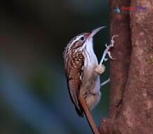 Himalayan treecreeper_Certhia himalayana