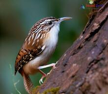 Himalayan treecreeper_Certhia himalayana