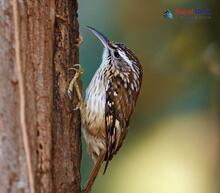 Himalayan treecreeper_Certhia himalayana