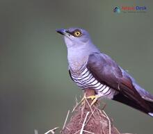 Indian Cuckoo_Cuculus micropterus