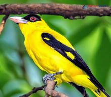 Indian Golden Oriole_Oriolus kundoo