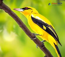 Indian Golden Oriole_Oriolus kundoo