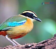 Indian Pitta_Pitta brachyura