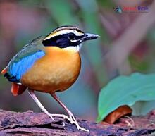 Indian Pitta_Pitta brachyura