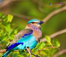 Indian Roller_Coracias benghalensis