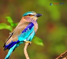 Indian Roller_Coracias benghalensis