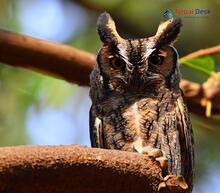 Indian Scops Owl_Otus bakkamoena