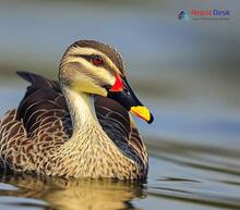 Indian Spot-billed Duck_Anas poecilorhyncha