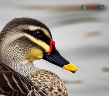 Indian Spot-billed Duck_Anas poecilorhyncha