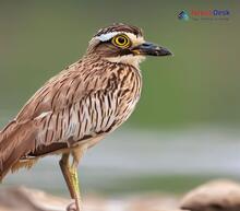 Indian Thick-knee_Burhinus indicus