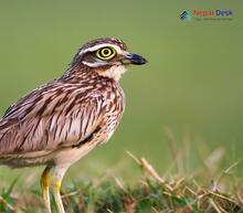 Indian Thick-knee_Burhinus indicus