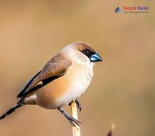 Indian silverbill_Euodice malabarica