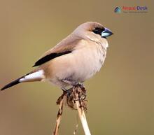 Indian silverbill_Euodice malabarica