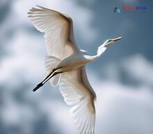 Intermediate Egret_Ardea intermedia