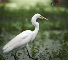 Intermediate Egret_Ardea intermedia