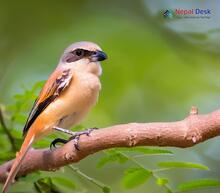 Isabelline Shrike_Lanius isabellinus