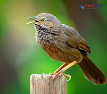 Jungle Babbler - Turdoides striata