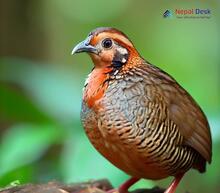 Jungle Bush-quail - Perdicula asiatica