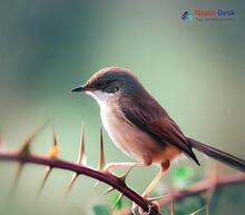 Jungle Prinia - Prinia sylvatica