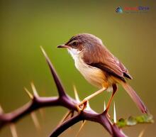 Jungle Prinia - Prinia sylvatica