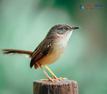 Jungle Prinia - Prinia sylvatica