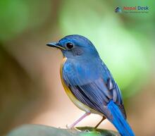 Large blue flycatcher - Cyornis magnirostris