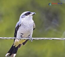 Large Cuckoo-Shrike - Coracina macei