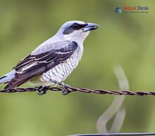 Large Cuckoo-Shrike - Coracina macei